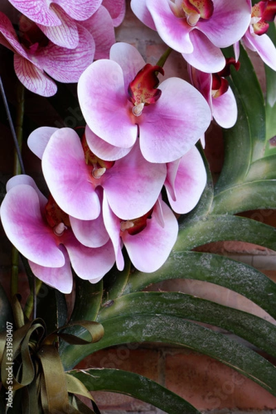 Obraz Branch of blooming pink orchid close up