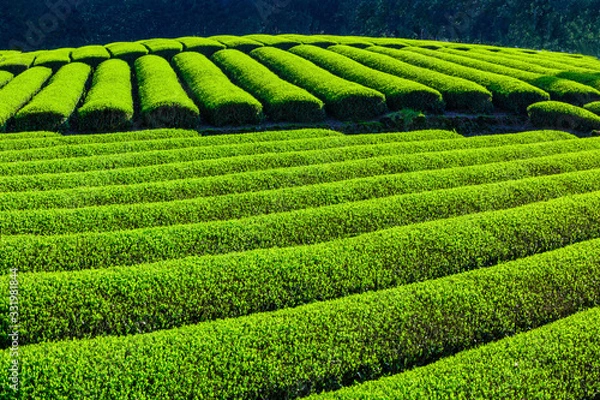 Fototapeta 茶畑