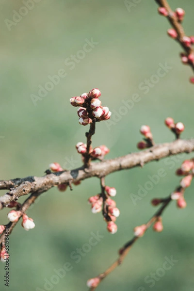 Fototapeta beautiful flowers bloom on a tree branch