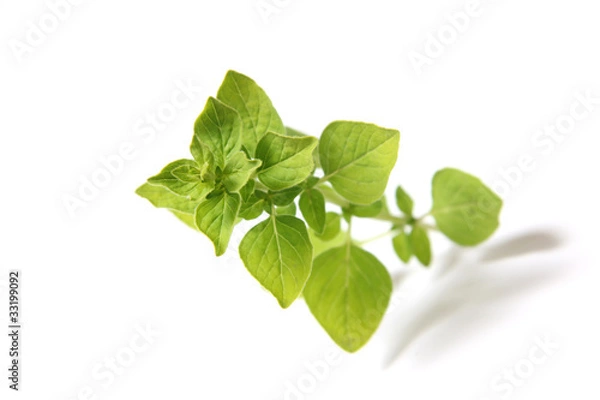 Obraz Oregano Majoran Gold