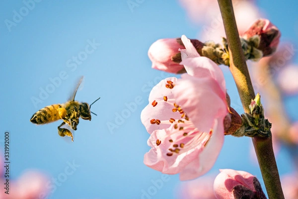 Fototapeta honey bee collecting nectar from flower with pollen in springtime, macro