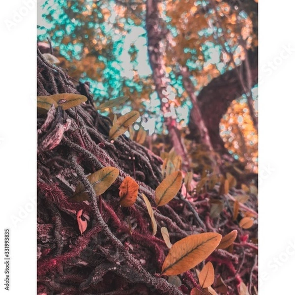 Fototapeta dried leaves