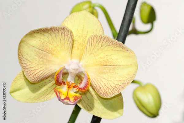 Obraz orchid