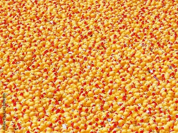 Fototapeta Ducks for Days