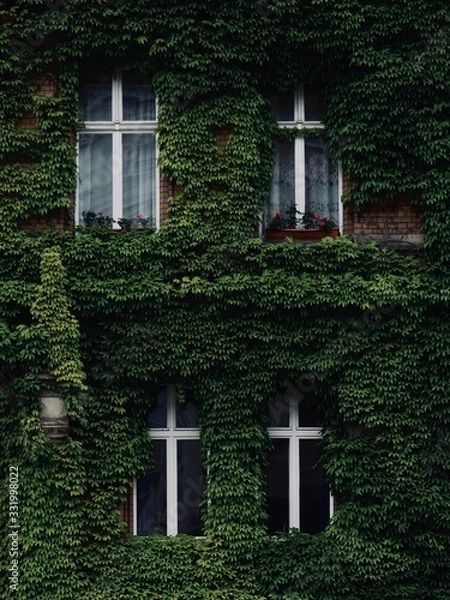 Fototapeta Green Window