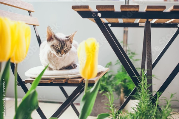 Obraz Zdjęcie lifestylowe pięknego zielonego balkonu i najmniejszego uroczego kota Devon Rex śpiącego na drewnianym krześle z meblami ogrodowymi. Wiosenny nastrój. Selektywna ostrość i naturalne światło.