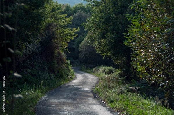 Fototapeta Road in vegetation between trees 