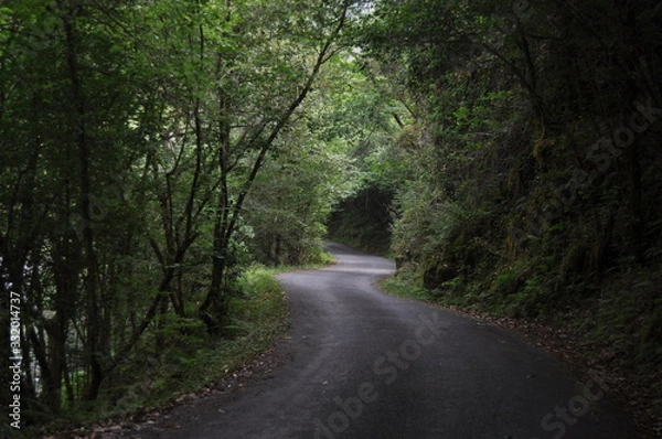 Obraz Road in vegetation between trees 