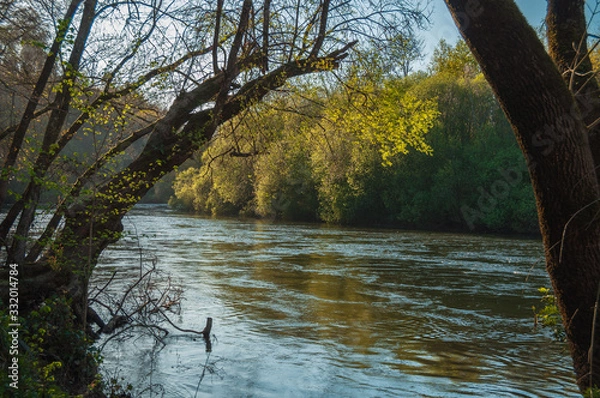 Obraz River into vegetation with trees in shore