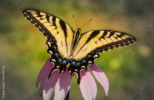 Fototapeta A swallowtail butterfly spreads its wings atop an ehinacea flower