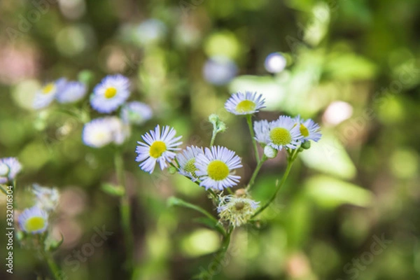 Fototapeta Fleabane blooming in a meadow