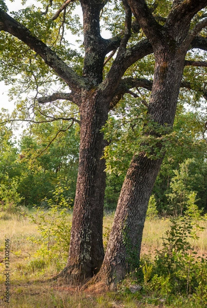 Fototapeta tree in the forest