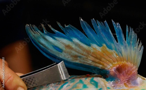 Obraz parrot fish fin display