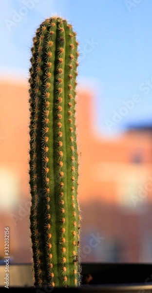 Obraz cactus