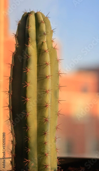 Obraz cactus