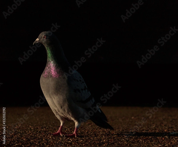 Obraz pigeon on a dark background