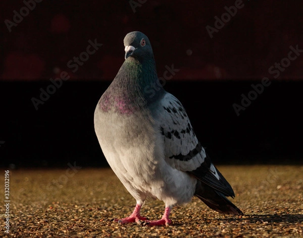Obraz pigeon on a background