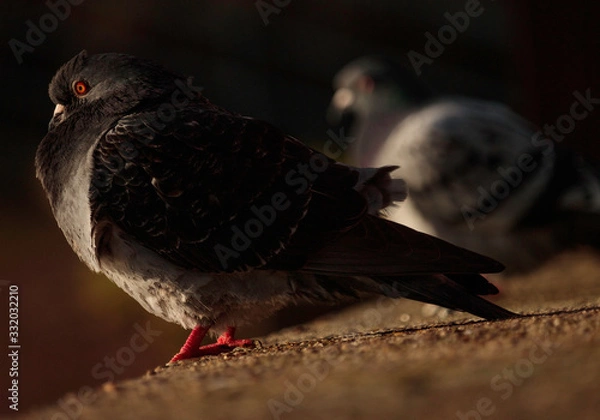 Obraz pigeon on a background