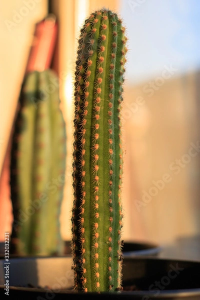 Obraz cactus