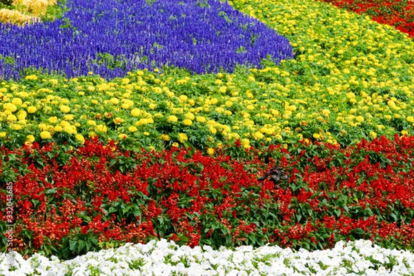 Obraz ぜるぶの丘の花畑