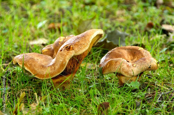 Obraz Paxillus involutus