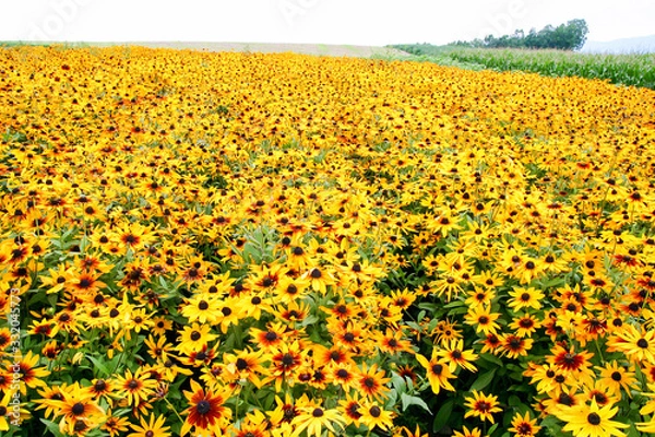 Obraz 一面の黄色い花