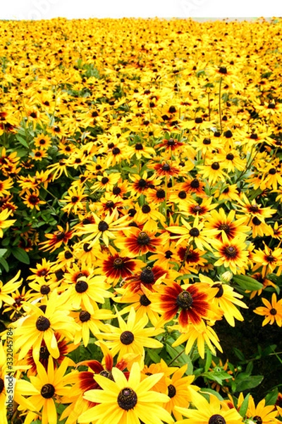 Obraz 一面の黄色い花