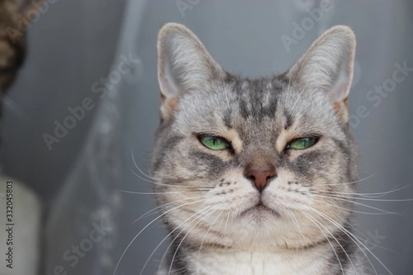 Obraz むすっとした表情の猫アメリカンショートヘアー