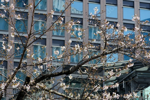 Obraz 建物の前の桜