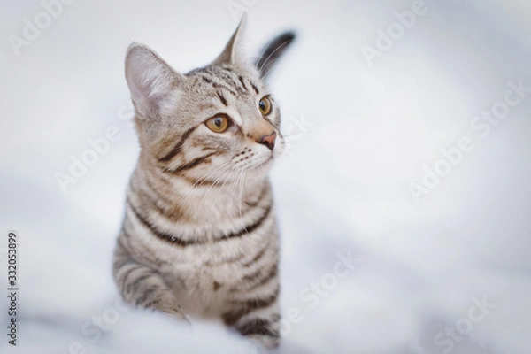 Fototapeta Gray tabby cat sits in the snow in winter