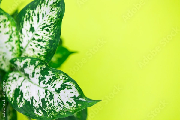 Fototapeta Leaves close up of tropical dieffenbachia plant on color background, top view with space for text