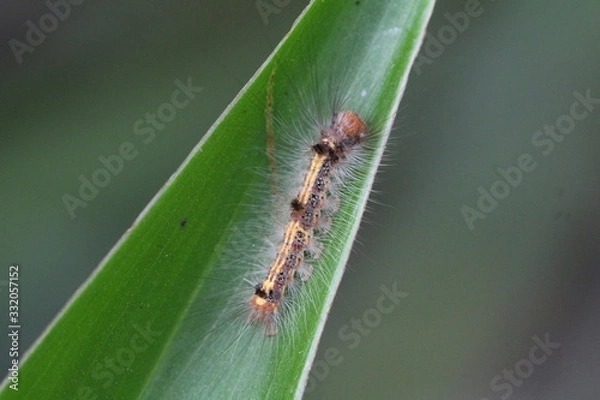 Fototapeta langhaarige Raupe unbestimmt