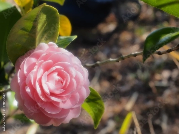 Obraz 乙女椿の花