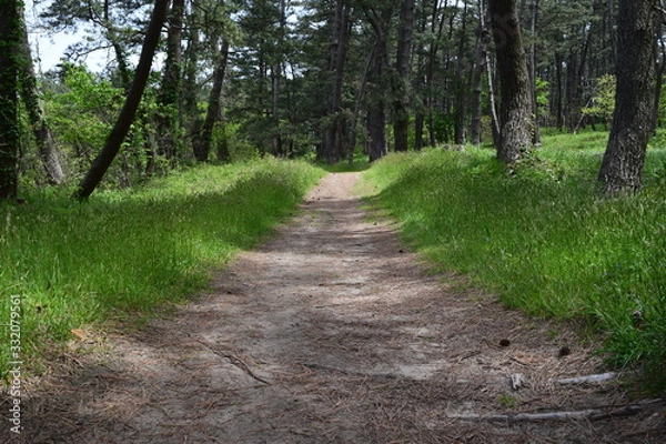 Fototapeta 林道 新緑 遊歩道