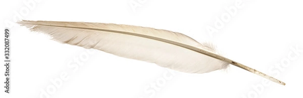 Fototapeta Natural bird feathers isolated on a white background. pigeon and goose feathers close-up