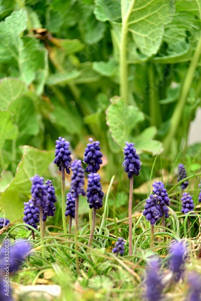 Fototapeta ムスリカ