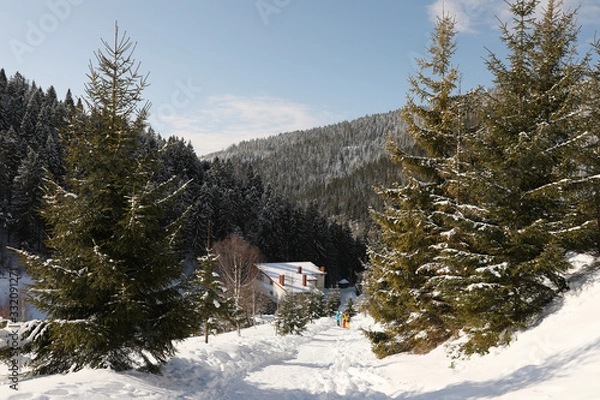 Fototapeta People walking near snowy forest on sunny day in winter