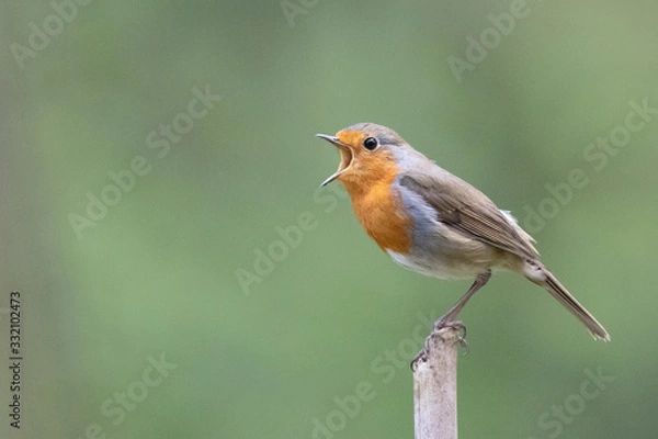 Fototapeta rouge gorge