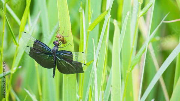 Obraz チョウトンボの羽化