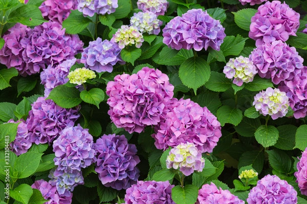 Fototapeta 満開の西洋紫陽花