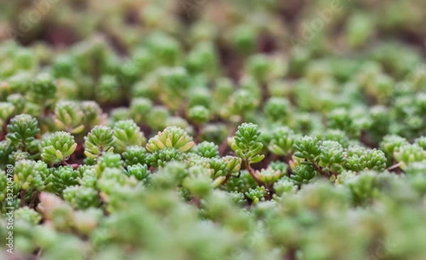 Obraz Green background with small sedum succulents in the garden. Nature backdrop