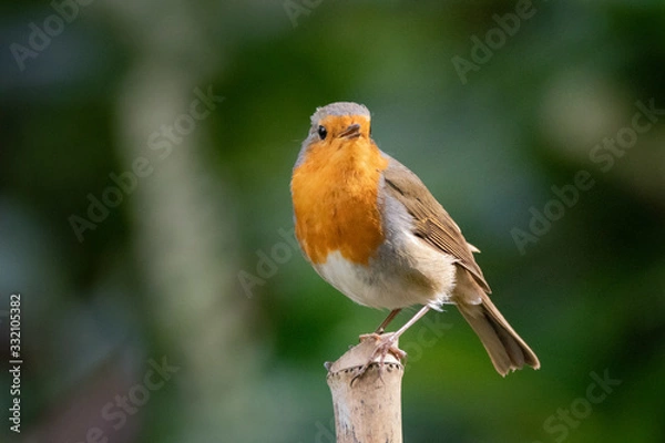 Fototapeta rouge gorge