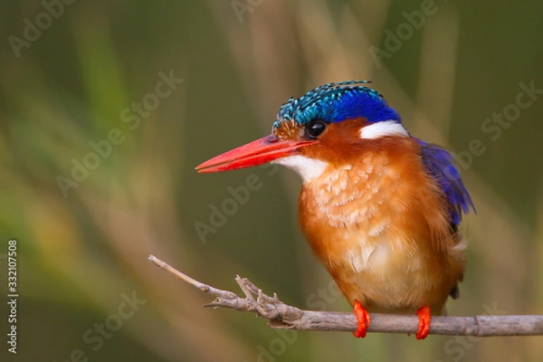 Fototapeta Malachite kingfisher