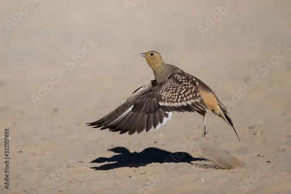 Obraz Namaqua Sandgrouse taking off