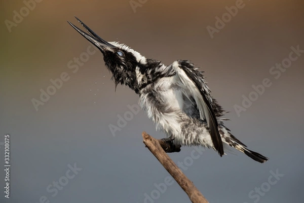 Fototapeta Shake rattle and roll