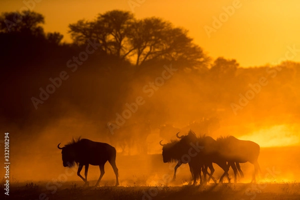 Fototapeta Wildebeest walking through dusk at sunset
