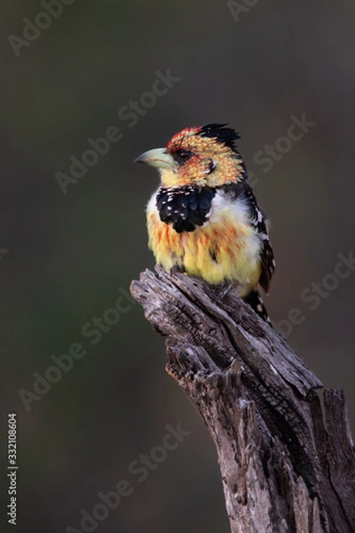Fototapeta Crested barbet