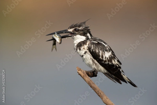 Fototapeta Fishy lunch