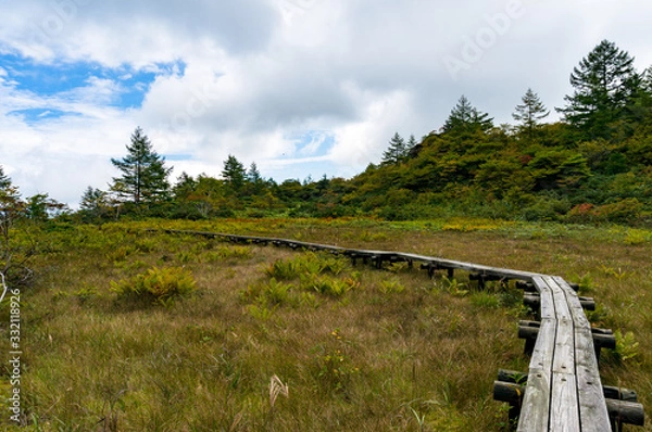Fototapeta Wooden elevated footpath in the forest. Environment conservation, protection