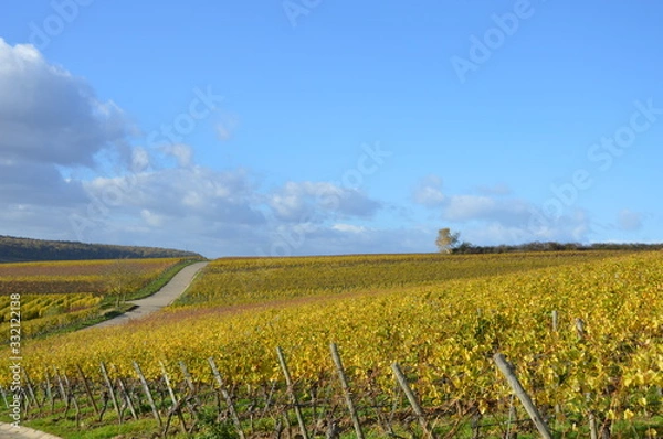 Obraz Weinberge in Franken